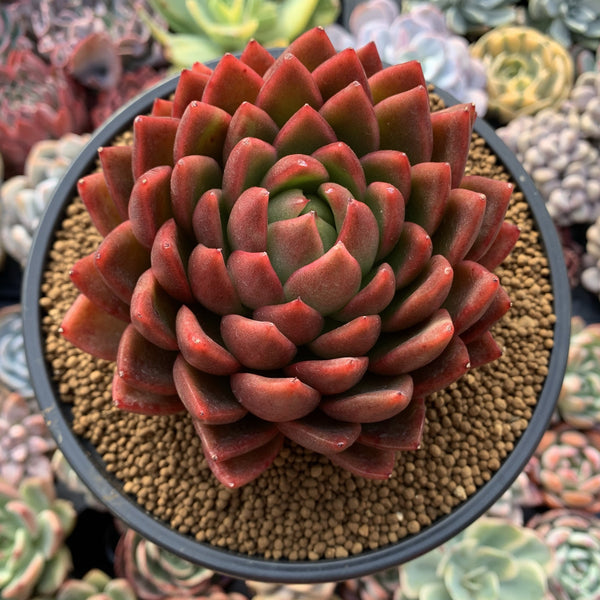 Echeveria Agavoides 'Prolifera' Hybrid 4" Succulent Plant