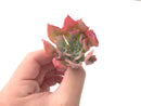 Echeveria 'Trumpet Pinky' 2"-3" Rare Succulent Plant