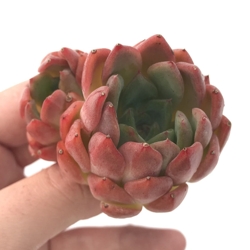 Echeveria 'Cortes' 3" Succulent Plant