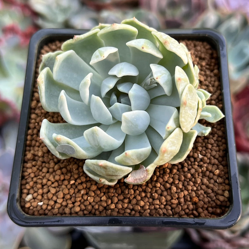 Echeveria 'Angel-In-Us' Variegated 2" Succulent Plant