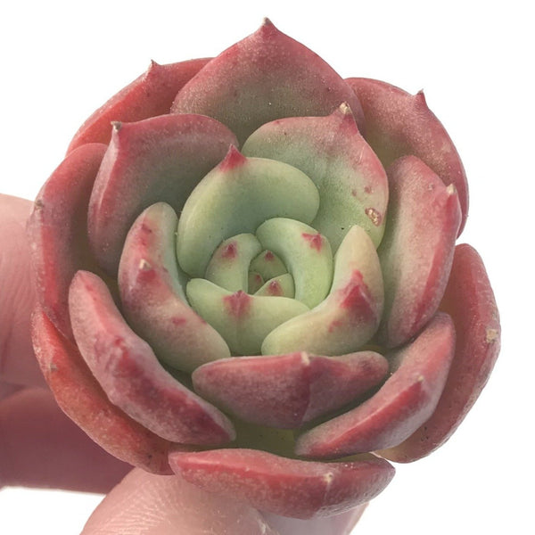 Echeveria 'Ceres' 1" Small Succulent Plant