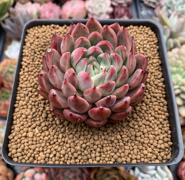 Echeveria Agavoides 'Fanta' 3"-4" New Hybrid (Not E. Cortes) Succulent Plant