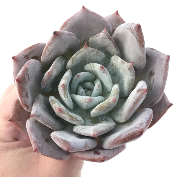 Echeveria 'Purple Giant' 5” Large Powdery Succulent Plant