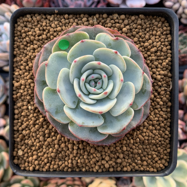 Echeveria 'Mont Blanc' 2" Powdery Succulent Plant