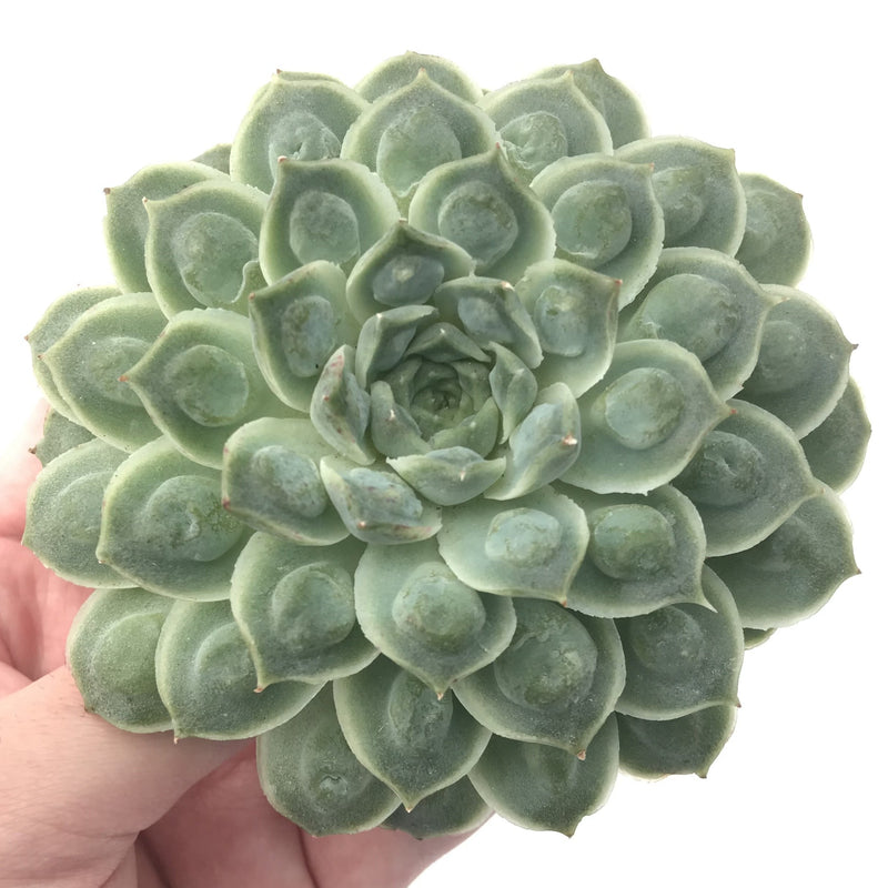 Echeveria 'Hearts Choice' Large 5" Rare Succulent Plant