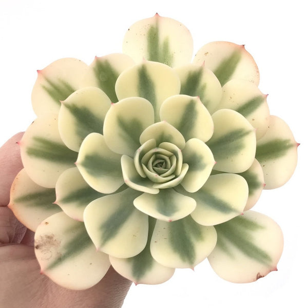 Echeveria 'Compton Carousel' Variegated 4" Succulent Plant