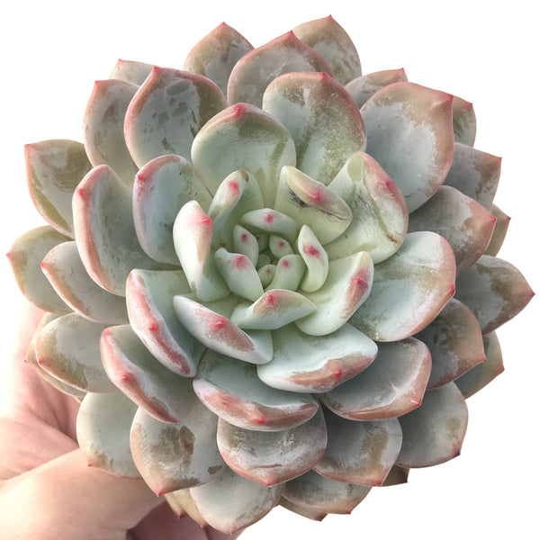 Echeveria 'Orange Monroe' 5"-6" Powdery Succulent Plant