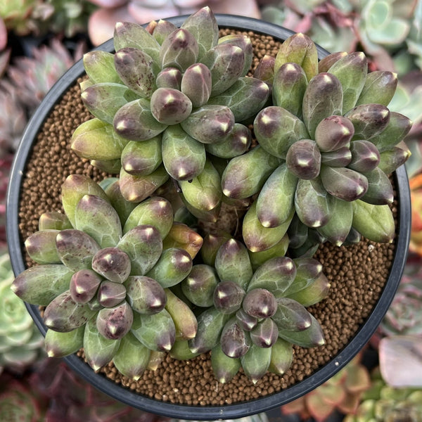 Pachyphytum Compactum 5" Cluster Succulent Plant