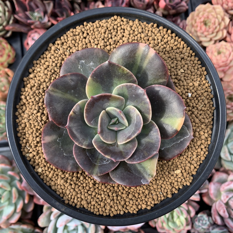 Echeveria 'Blue Metal' Variegated 3"-4" Succulent Plant