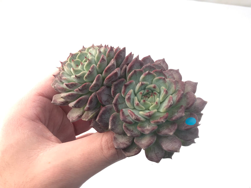 Echeveria 'Sarahime' 5" Large Succulent Plant