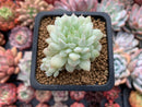 Echeveria 'California Queen' Variegated Mutated 1" Succulent Plant