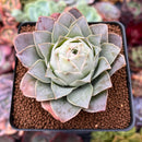 Greenovia 'El Hiero' 2"-3 Succulent Plant