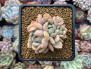 Echeveria 'Polar Bear' Small 2" Succulent Plant