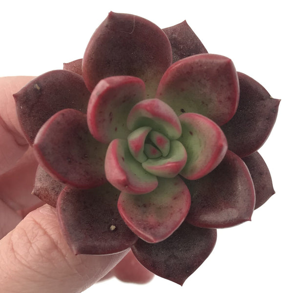 Echeveria Agavoides 'Chapote' 2" New Hybrid Succulent Plant