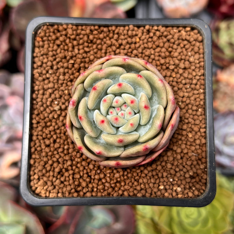 Echeveria 'Ariel' 1" Succulent Plant