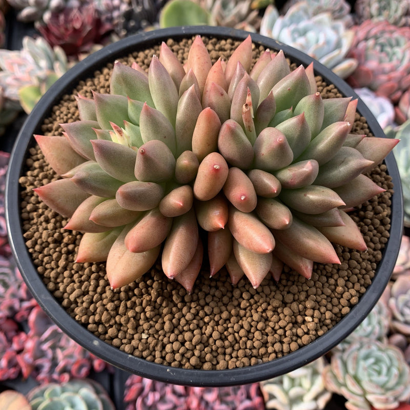 Pachyphytum 'Orange Light' 5" Succulent Plant