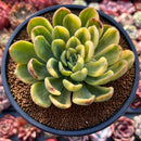 Pachyveria cv. 'Worthy one' Yellow Variegated 4" Succulent Plant