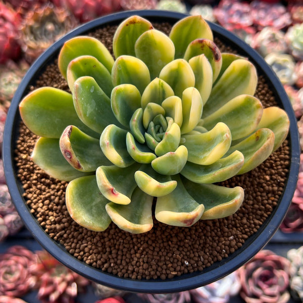 Pachyveria cv. 'Worthy one' Yellow Variegated 4" Succulent Plant