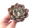 Echeveria 'Starmark' 4" Large Succulent Plant