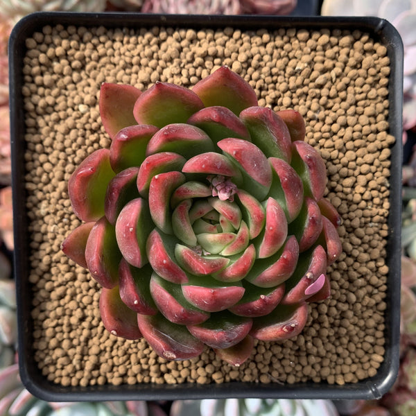 Echeveria Agavoides 'Prolifera' 3" Succulent Plant