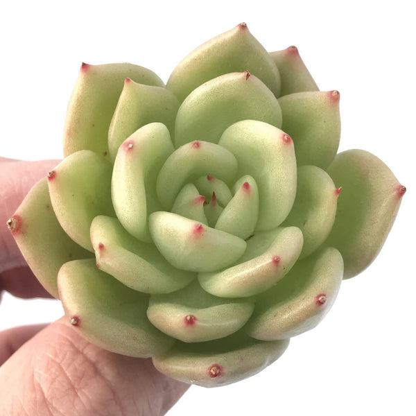 Echeveria 'Monroe Chanel' 2" Succulent Plant