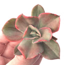 Echeveria sp. Variegated 3" Succulent Plant