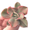 Echeveria sp. Variegated 3" Succulent Plant