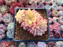 Echeveria 'Mebina' Variegated 2"-3" Succulent Plant