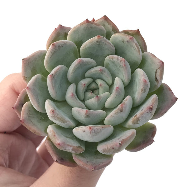 Echeveria 'Saramini' New Hybrid 1"-2" Succulent Plant