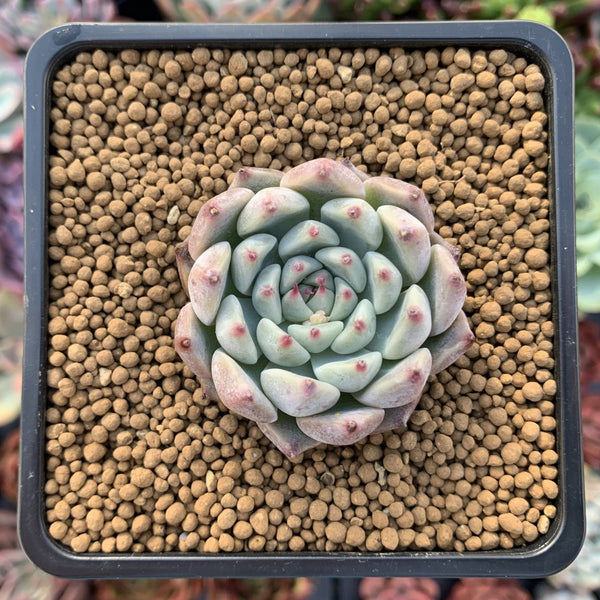 Echeveria 'Jackal' 1" Succulent Plant