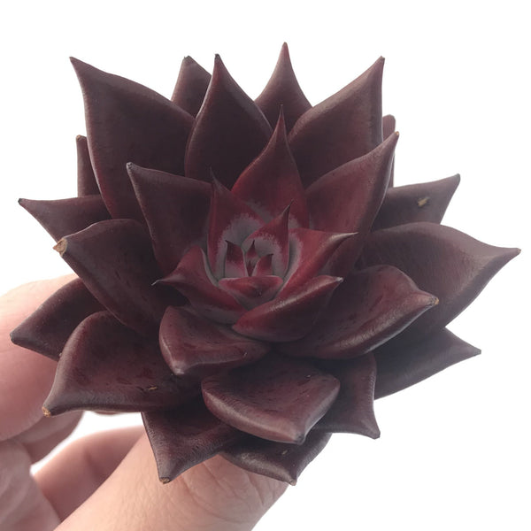 Echeveria Agavoides 'Luming' 3" Succulent Plant