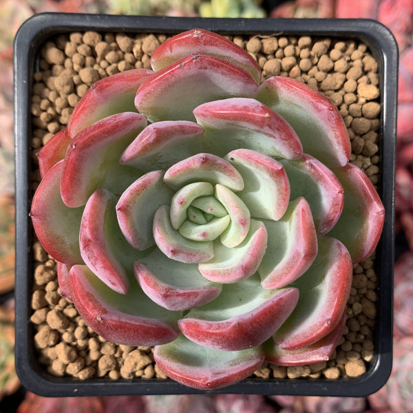 Echeveria 'Hongye' 2" Succulent Plant