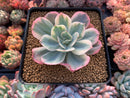 Echeveria 'Secunda' Variegated' 3" Succulent Plant