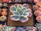 Echeveria 'Secunda' Variegated' 3" Succulent Plant