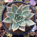 Echeveria Agavoides 'Maria' Variegated 4" Succulent Plant