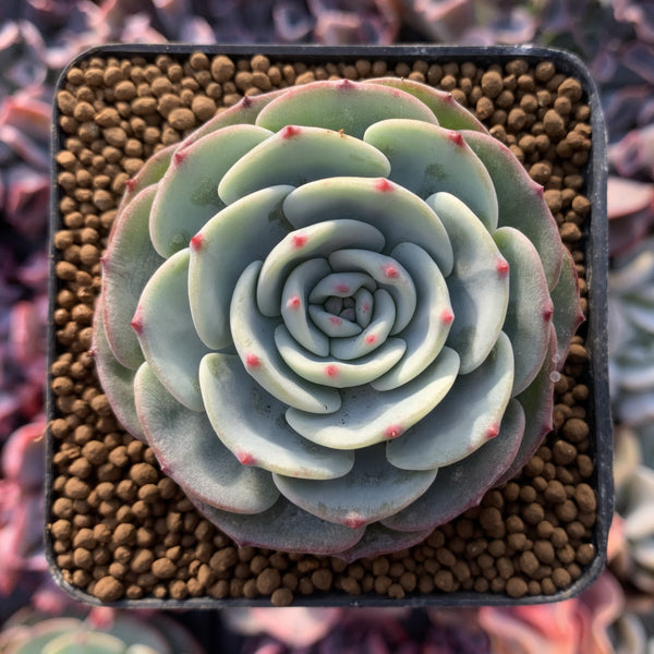 Echeveria 'Mont Blanc' 2"-3" Powdery Succulent Plant