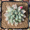 Pachyphytum Compactum 'Glaucum' 3" Succulent Plant