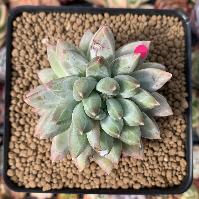 Pachyphytum Compactum 'Glaucum' 3" Succulent Plant