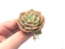 Echeveria 'Fun Queen’ 2” Rare Succulent Plant