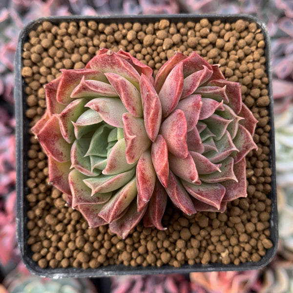 Echeveria 'Mohican' 3" Succulent Plant