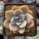 Echeveria 'La Bamba' 2"-3" Succulent Plant