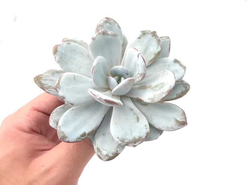 Echeveria 'Laui' 3"-4" Powdery Succulent Plant