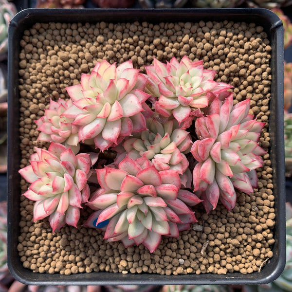 Echeveria 'Mebina' Variegated 4" Cluster Succulent Plant