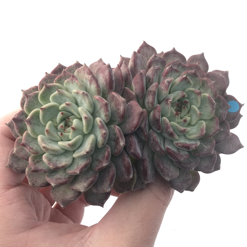 Echeveria 'Sarahime' 5" Large Succulent Plant