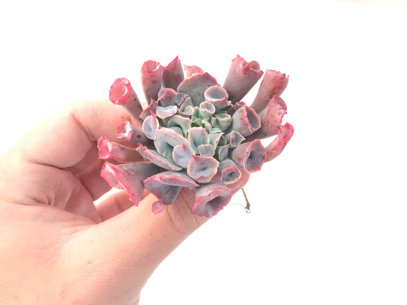 Echeveria 'Trumpet Pinky' 4" Succulent Plant