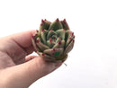 Echeveria Agavoides 'Kobane' 1" New Hybrid Succulent Plant