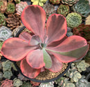 Echeveria 'Angel Wings' Variegated 4"-5" Succulent Plant