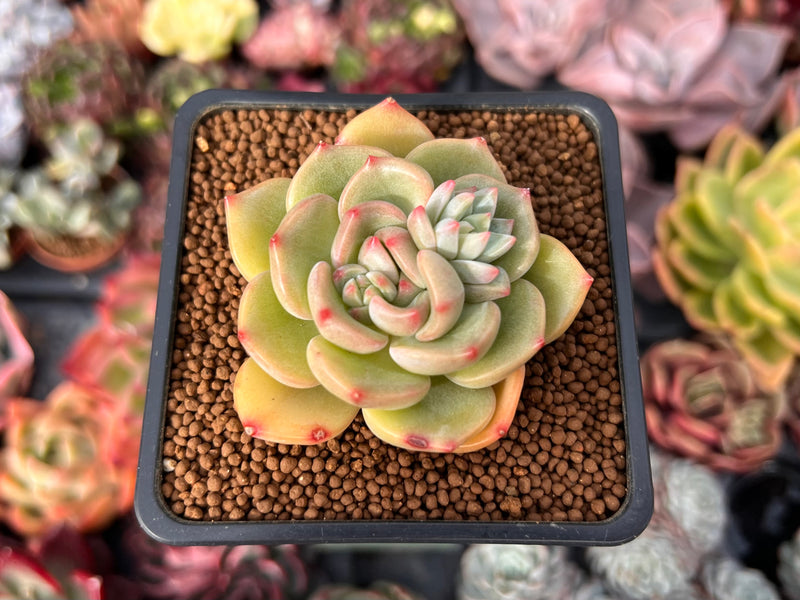 Echeveria sp. 2" Succulent Plant