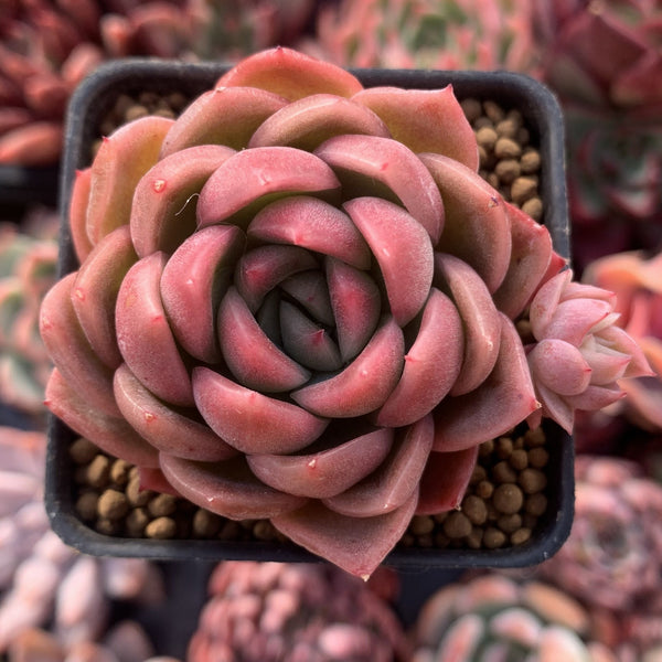 Echeveria Agavoides 'Timmo' 1"-2" Succulent Plant