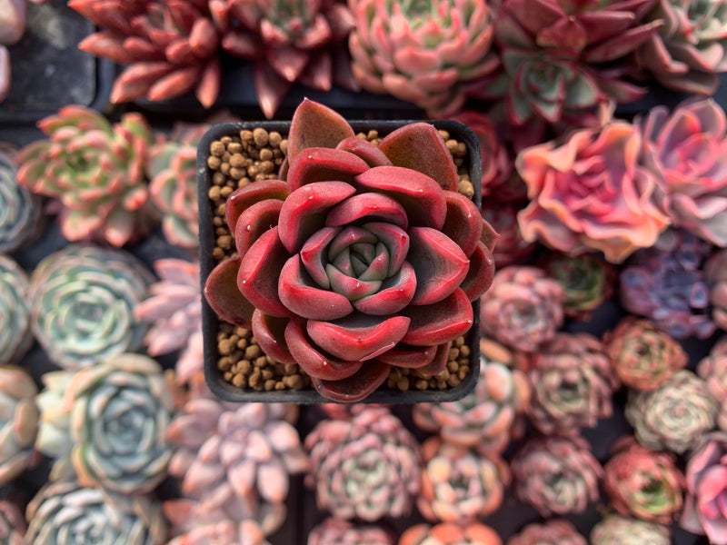 Echeveria Agavoides 'Callisto' 1" Succulent Plant